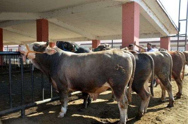 Kredi kartıyla kurban kesimi İstanbul Müftüsü'ne soruldu