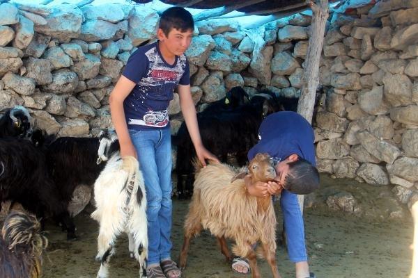 Aileleri için çobanlık yapan ikizlerden büyük başarı