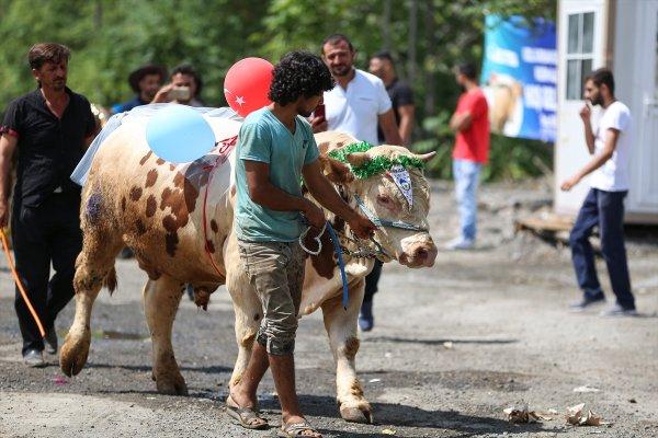 İstanbul'da en güzel kurbanlık seçildi
