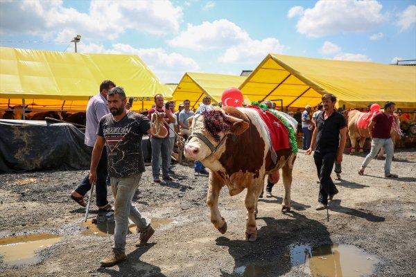İstanbul'da en güzel kurbanlık seçildi