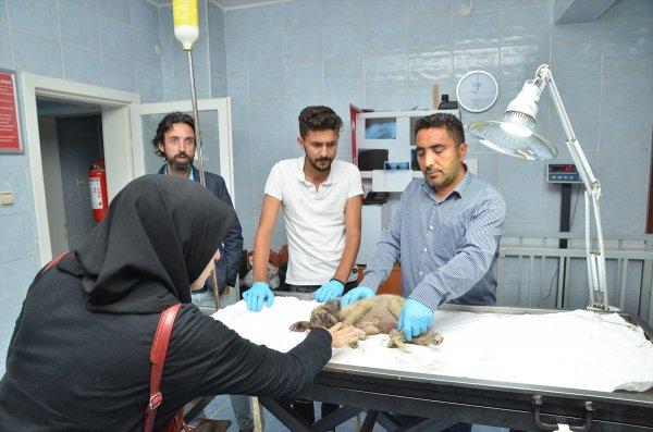 Yolda bulduğu yaralı köpek için kilometrelerce yol gitti