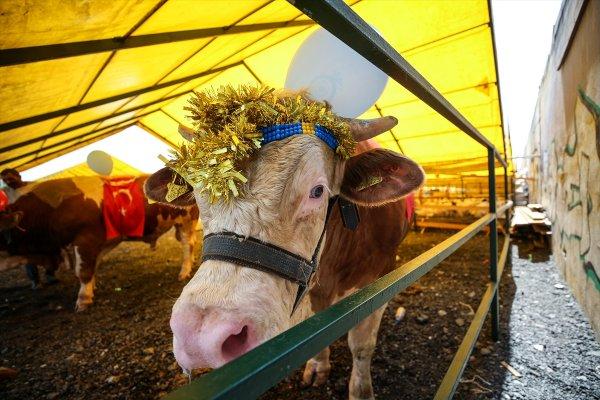 İstanbul'da en güzel kurbanlık seçildi