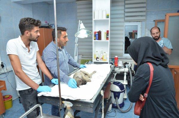 Yolda bulduğu yaralı köpek için kilometrelerce yol gitti