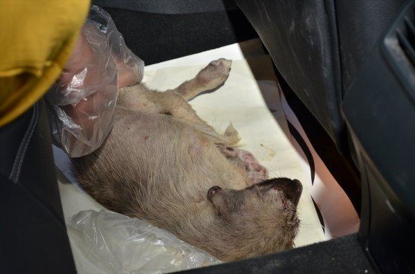 Yolda bulduğu yaralı köpek için kilometrelerce yol gitti