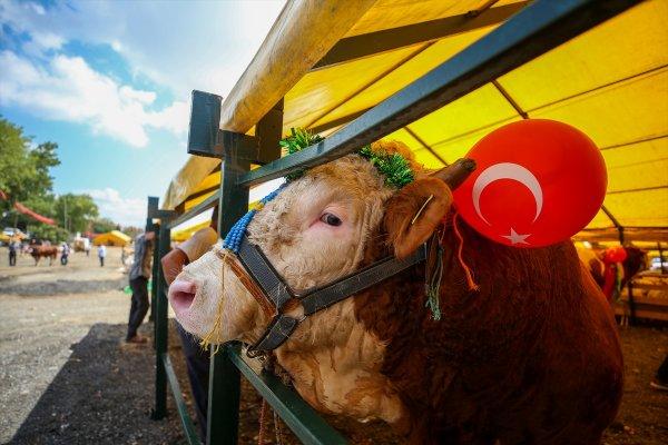 İstanbul'da en güzel kurbanlık seçildi