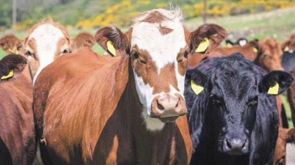 Kurbanlık seçiminde püf noktalar