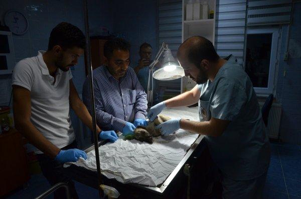 Yolda bulduğu yaralı köpek için kilometrelerce yol gitti