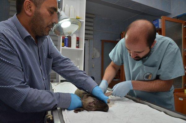 Yolda bulduğu yaralı köpek için kilometrelerce yol gitti