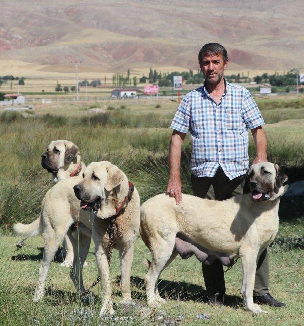 Aksaray Malaklısı savaş köpeği olarak kullanıldı