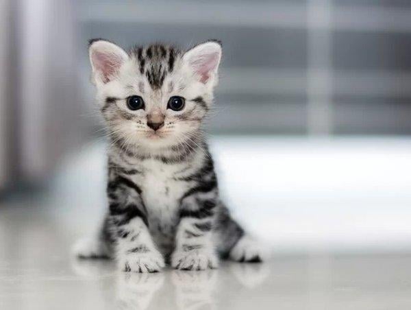 10 bin yıl önce kediler Türkiye topraklarından yayıldı