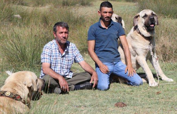 Aksaray Malaklısı savaş köpeği olarak kullanıldı