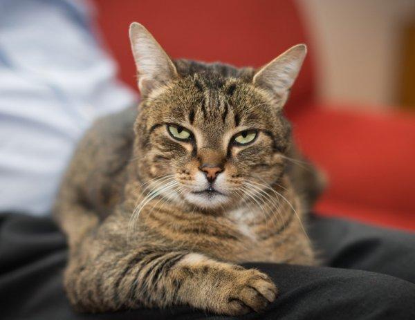 10 bin yıl önce kediler Türkiye topraklarından yayıldı