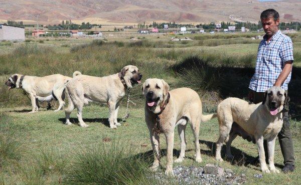 Aksaray Malaklısı savaş köpeği olarak kullanıldı