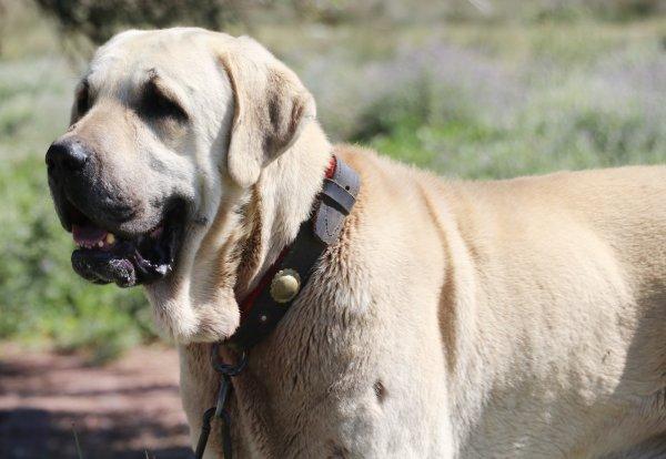 Aksaray Malaklısı savaş köpeği olarak kullanıldı