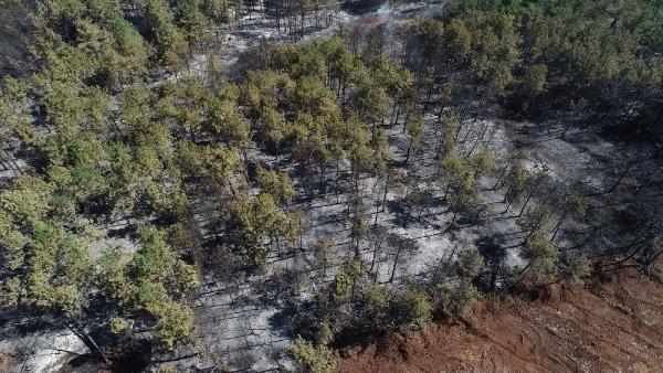 Bursa'da 30 hektarlık alan yandı