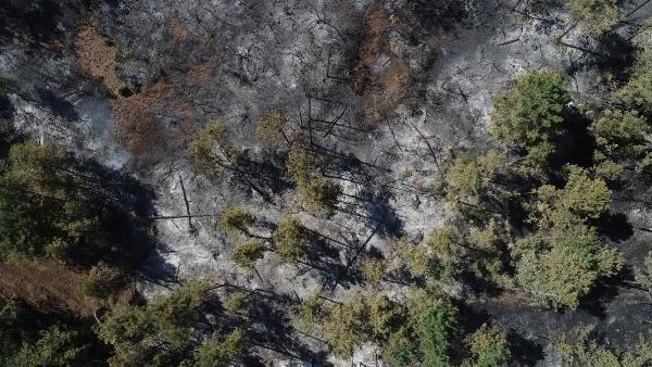 Bursa'da 30 hektarlık alan yandı