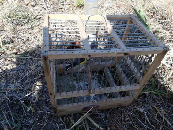 Saka kuşu yakalayanlara 81 bin 795 lira ceza
