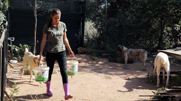 Sokak hayvanlarının koruyucu meleği 'Hollandalı gelin'