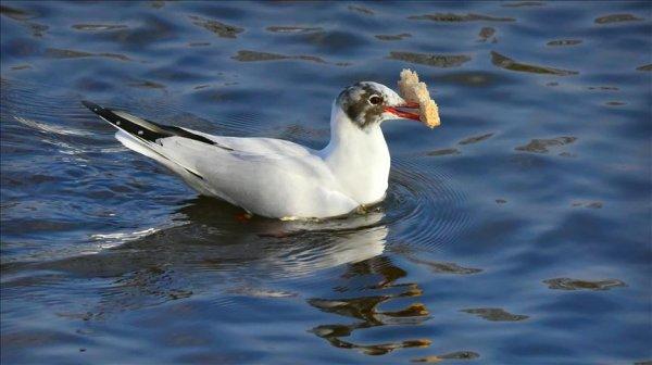 Martılara sert bakış atınca kaçıyor