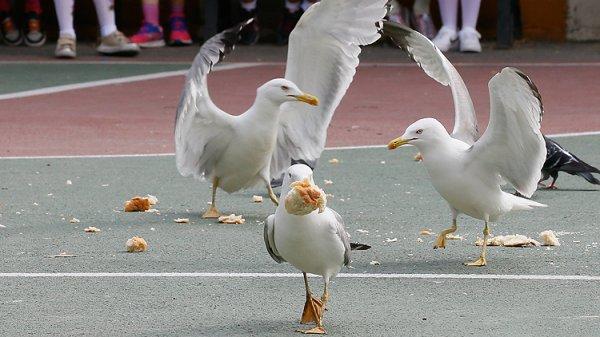 Martılara sert bakış atınca kaçıyor
