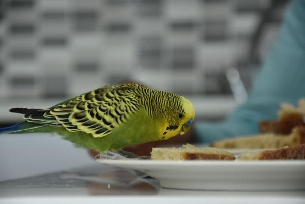 Bursa'da öğretmen, muhabbet kuşuna yüzlerce kelime öğretti