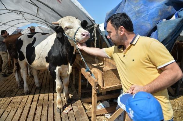 Hayvan pazarında arife günü hareketliliği