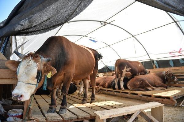 Hayvan pazarında arife günü hareketliliği