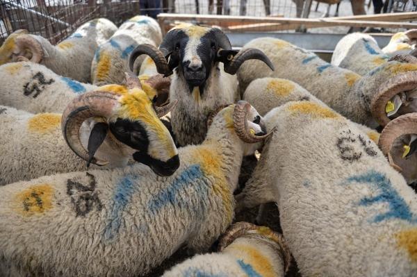 Hayvan pazarında arife günü hareketliliği