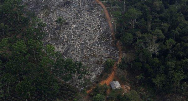 Brezilya'daki Amazon Ormanları'nda büyük kıyım