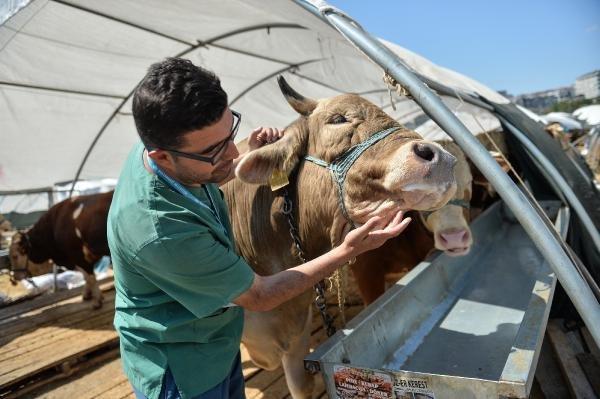 Hayvan pazarında arife günü hareketliliği