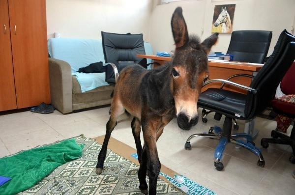 Öğretim görevlisi sokakta bulduğu sıpaya sahip çıktı