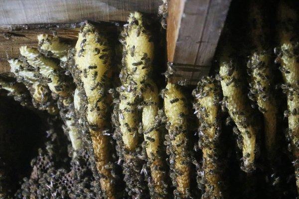 Hataylı ev sahibi çatıdan 15 kilogram bal elde etti