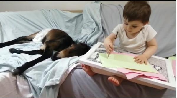 Öğretim görevlisi sokakta bulduğu sıpaya sahip çıktı