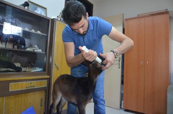 Öğretim görevlisi sokakta bulduğu sıpaya sahip çıktı