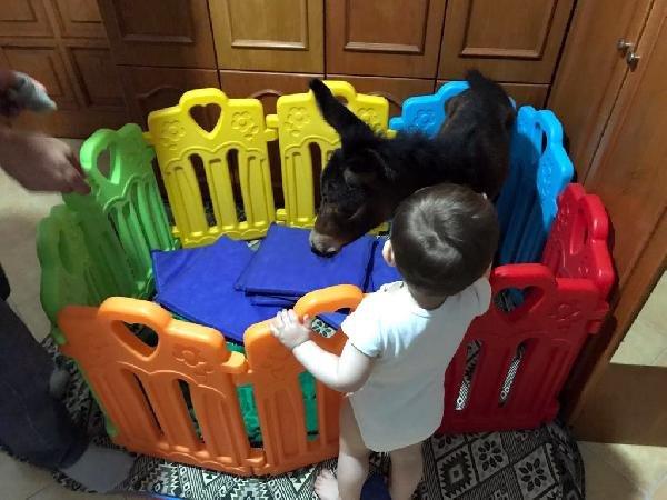 Öğretim görevlisi sokakta bulduğu sıpaya sahip çıktı