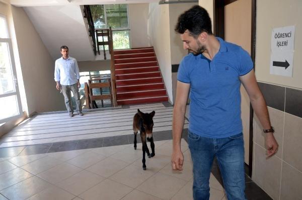 Öğretim görevlisi sokakta bulduğu sıpaya sahip çıktı