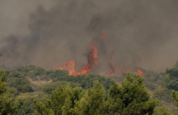 İzmir'de 500 hektar orman yandı