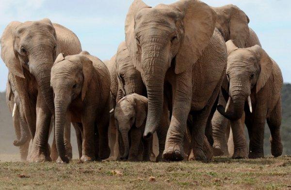 Afrika filleri artık hayvanat bahçelerine getirilmeyecek