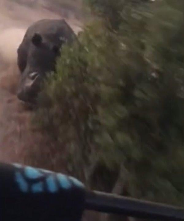 Safari aracını kovalayan öfkeli gergedan