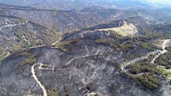 İzmir'deki orman yangınından sonra ortaya çıkan görüntü