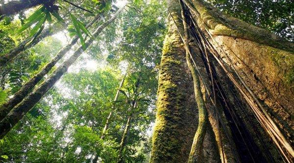 Amazon ormanlarında 72 binden fazla yangın çıktı