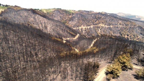 İzmir'deki orman yangınından sonra ortaya çıkan görüntü