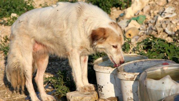 Sokak hayvanları için 11 yıldır su taşıyor