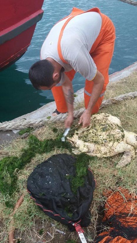 Yosun bağlamış caretta caretta kurtarıldı