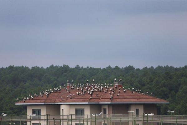 Leylekler yağmura yakalanınca İstanbul'da mola verdi
