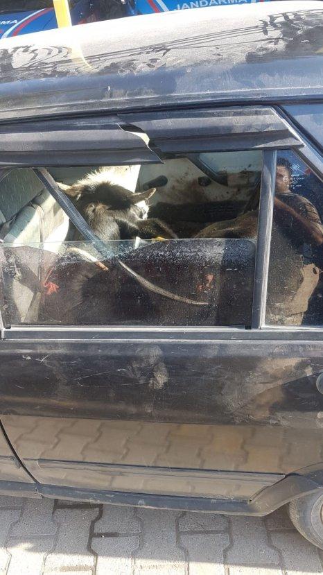 5 kişi çaldıkları hayvanları kaçırırken yakalandı