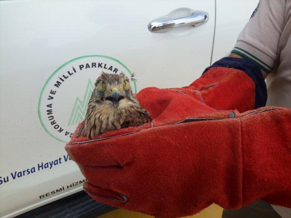 Şahin avı için kerkenezin göz kapaklarını diktiler