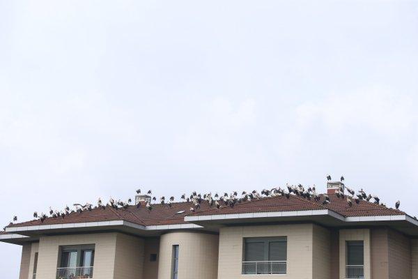 Leylekler yağmura yakalanınca İstanbul'da mola verdi