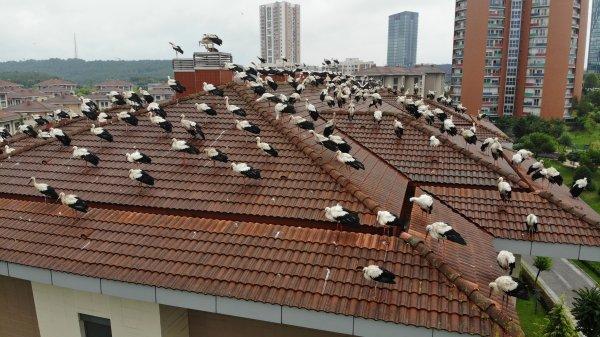 Leylekler yağmura yakalanınca İstanbul'da mola verdi