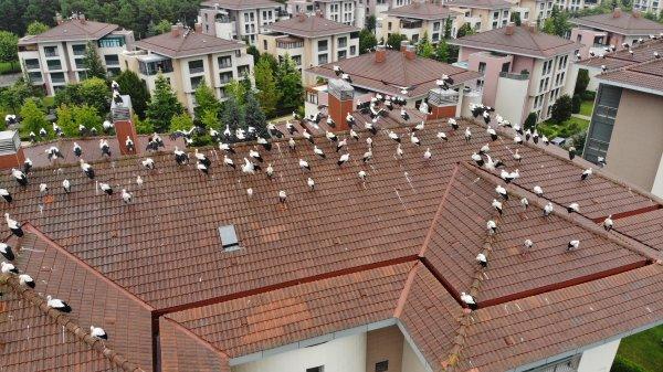 Leylekler yağmura yakalanınca İstanbul'da mola verdi